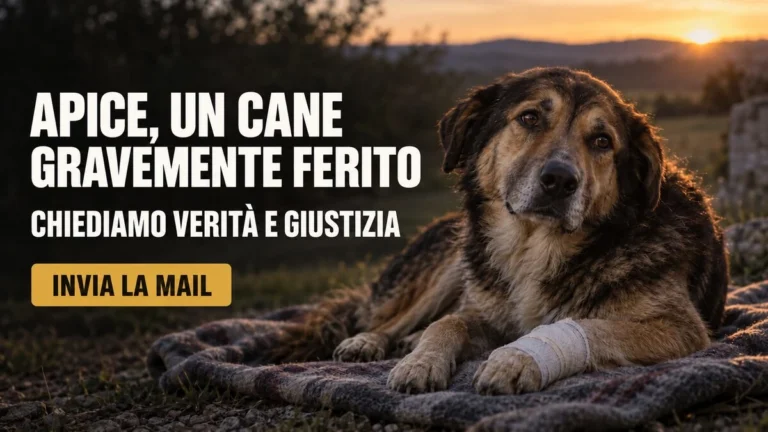 Richiesta accertamenti urgenti sul grave ferimento di un cane ad Apice
