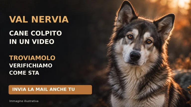 Richiesta di accertamenti e tutela del cane segnalato in Val Nervia
