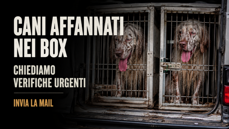 Segnalazione documentata e richiesta di verifiche sulle modalità di trasporto e custodia di alcuni Setter