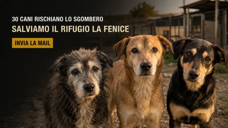 Richiesta sospensione dello sgombero e tutela dei cani del rifugio La Fenice