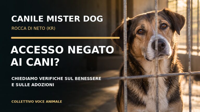 Richiesta urgente di verifiche sul canile rifugio “Mister Dog” di Rocca di Neto (KR)