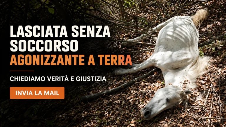 Richiesta urgente di soccorso e accertamenti sulla cavalla rinvenuta a Monte Lupone