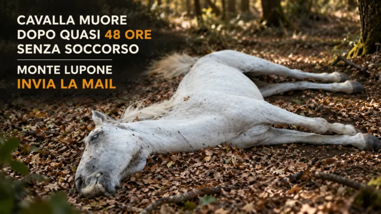 Morte della cavalla a Monte Lupone richiesta urgente di accertamenti e protocolli operativi