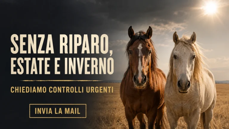 Richiesta urgente di verifica sulle condizioni di detenzione di alcuni cavalli a Montemarciano