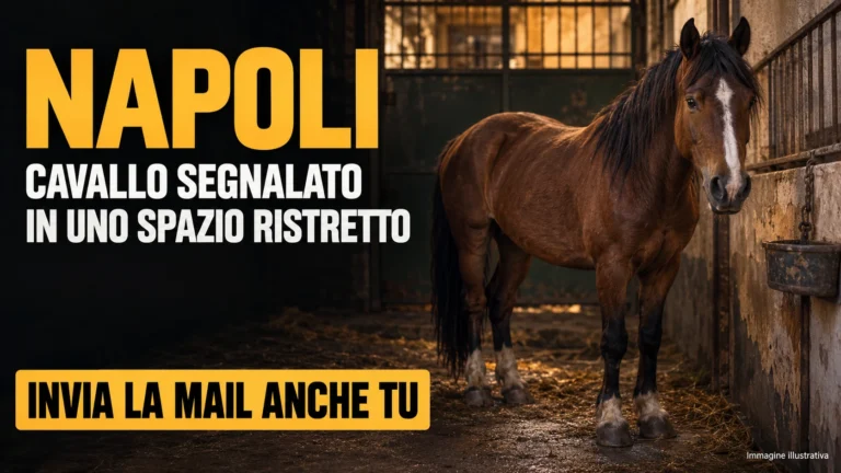 Richiesta di accertamenti sulle condizioni di un cavallo in Vico San Nicola alle Fontanelle a Napoli