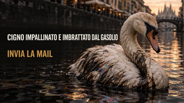 Accertamenti sullo sversamento nel Naviglio Grande e sul ferimento del cigno reale