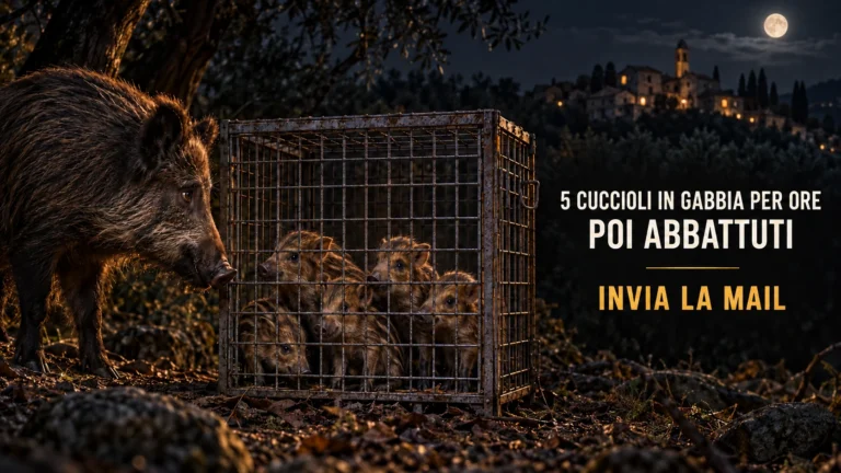 Richiesta urgente di accertamenti sull’uccisione di cinque cuccioli di cinghiale a Lingueglietta