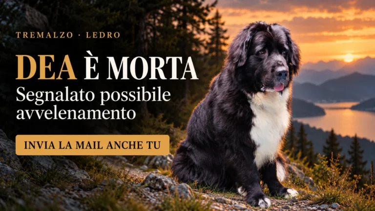 Richiesta di accertamenti su un possibile avvelenamento di cani in località Tremalzo