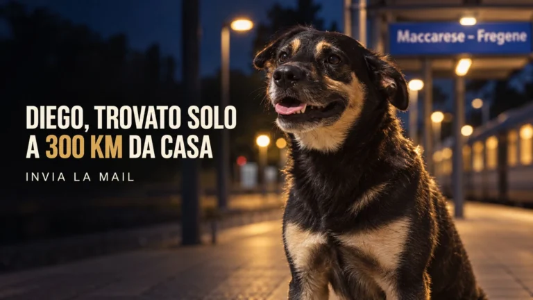 Richiesta di accertamenti sul presunto abbandono del cane Diego a Maccarese Fregene
