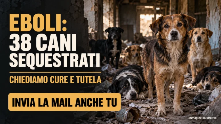 Richiesta di aggiornamenti e tutela per i 38 cani sequestrati a Eboli