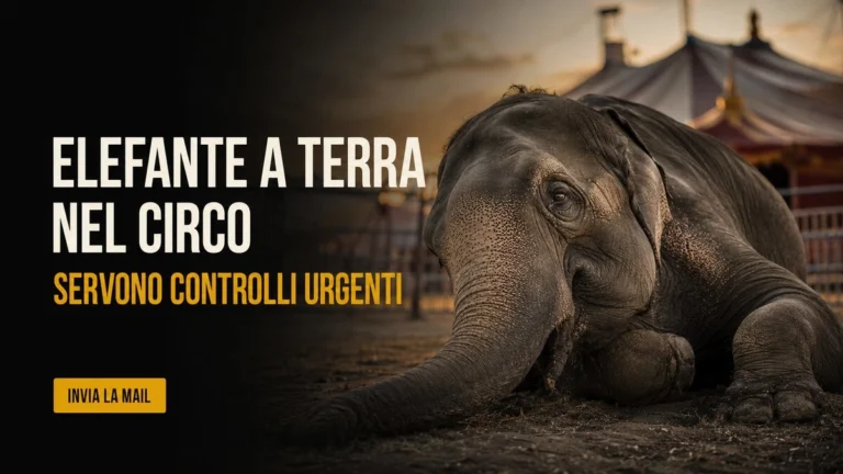 Richiesta urgente di verifica delle condizioni dell’elefante detenuto nel circo a Grottaminarda
