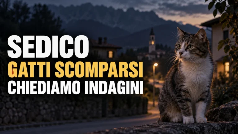 Sedico (BL), numerosi gatti scomparsi e ritrovamento di resti, richiesta urgente di accertamenti