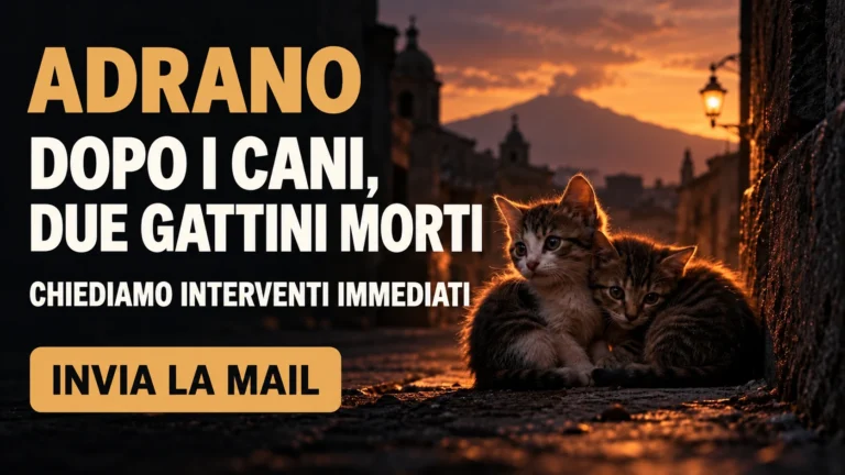 Richiesta urgente di intervento per gli animali e i residenti di via Cesare Beccaria ad Adrano