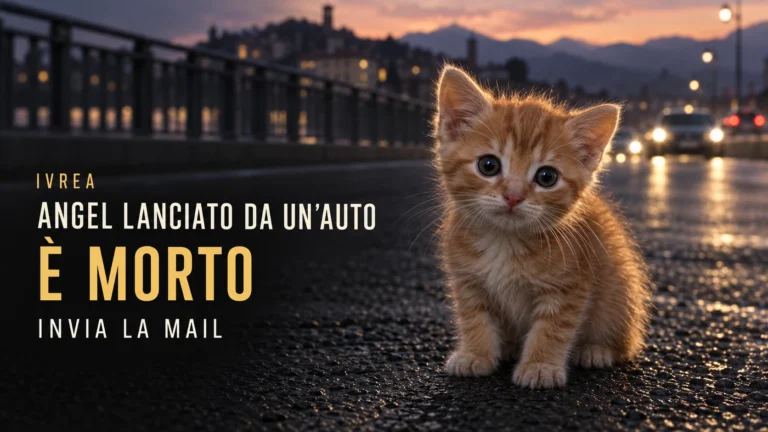 Richiesta urgente di accertamenti sulla morte del gattino Angel a Ivrea