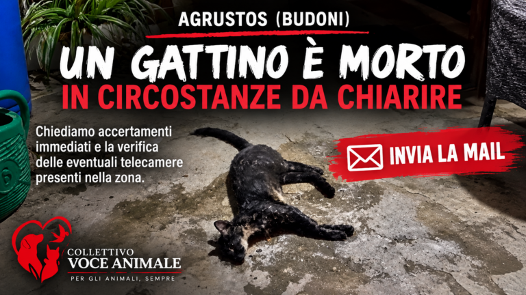 Richiesta di accertamenti sulla morte di un gattino ad Agrustos di Budoni