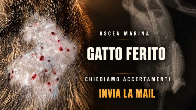 Richiesta di accertamenti sul gatto ferito ad Ascea Marina
