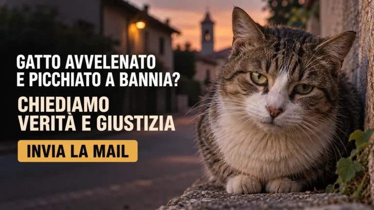 Richiesta urgente di accertamenti sul gatto presumibilmente avvelenato e percosso a Bannia