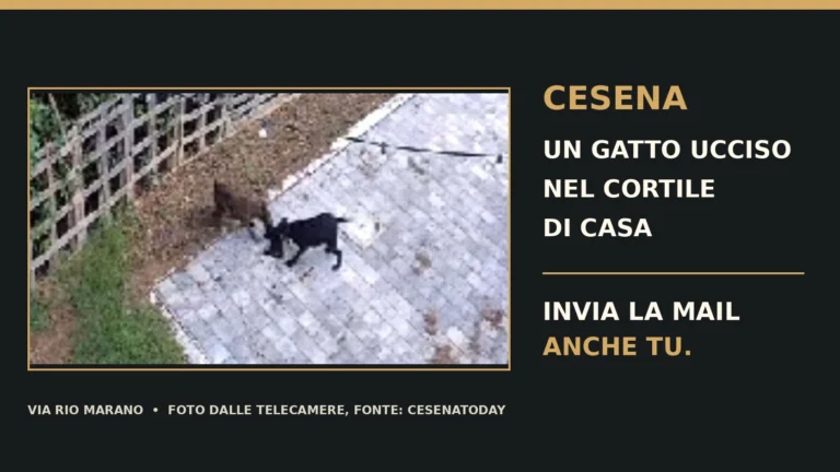 Richiesta di accertamenti sull’uccisione di un gatto in via Rio Marano a Cesena