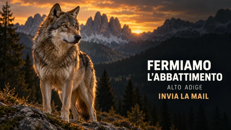 Revoca definitiva del decreto di abbattimento del terzo lupo in Alto Adige