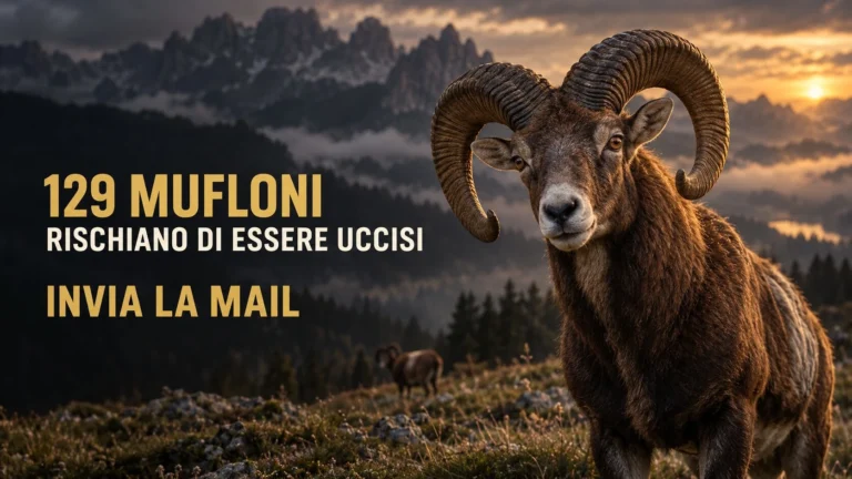 Richiesta di tutela degli animali in Trentino e nell’Alto Garda
