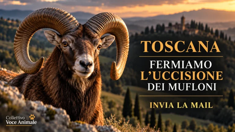 Richiesta di sospensione e revisione del piano di prelievo del muflone in Toscana