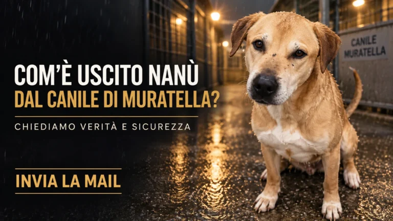 Richiesta urgente di accertamenti sul caso di Nanù e sulla gestione del canile comunale della Muratella