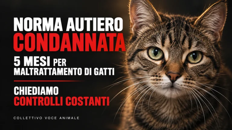 Condanna di Norma Autiero per maltrattamento di gatti – richiesta di verifiche e controlli periodici