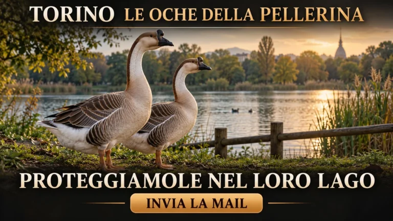 Richiesta di chiarimenti e interventi a tutela delle oche del Parco della Pellerina