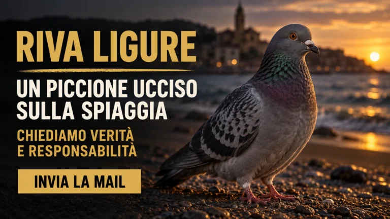 Richiesta di accertamenti sulla morte di un piccione segnalata a Riva Ligure