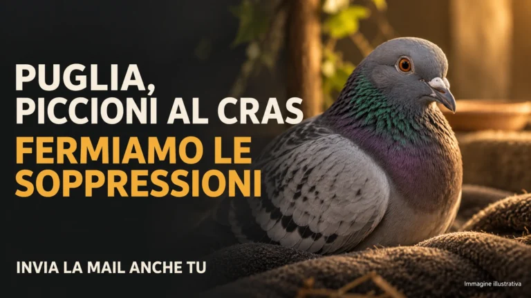 Richiesta di sospensione della disposizione relativa ai colombi ricoverati nel CRAS di Bitetto