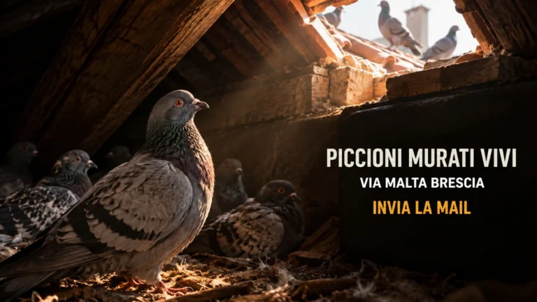Richiesta aggiornamenti sui piccioni intrappolati in via Malta 12 a Brescia