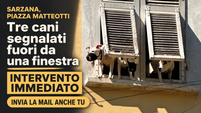 Richiesta di intervento immediato per tre cani segnalati a Sarzana in piazza Matteotti