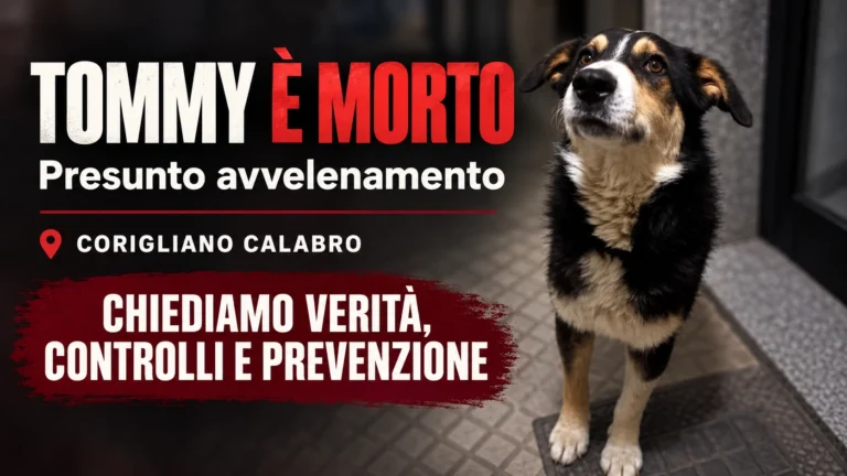 Richiesta di accertamenti sulla morte di Tommy
