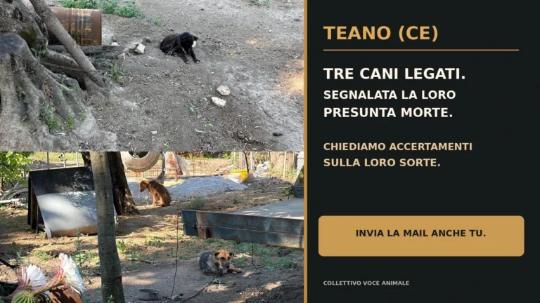 Richiesta urgente di accertamenti sulla sorte di tre cani segnalati a Teano