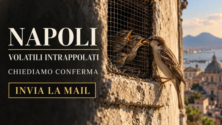 Richiesta urgente di verifica e riscontro sulla liberazione dei volatili intrappolati in via Pacuvio a Napoli