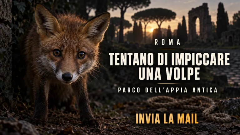 Accertamenti sul tentato maltrattamento di una volpe nel Parco dell’Appia Antica