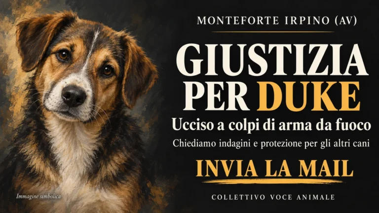 Monteforte Irpino – Giustizia per Duke e tutela degli altri cani