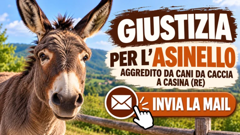 Richiesta di accertamenti sull’aggressione a un asinello da parte di cani da caccia a Casina