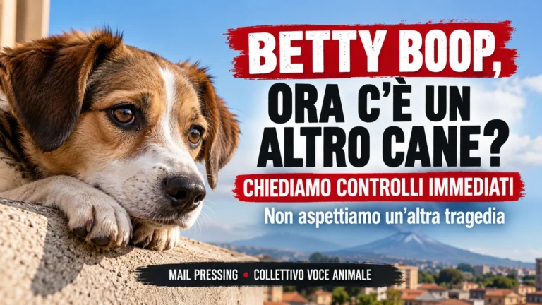 Richiesta di accertamenti sulla possibile presenza di un nuovo cane presso la persona coinvolta nel caso Betty Boop