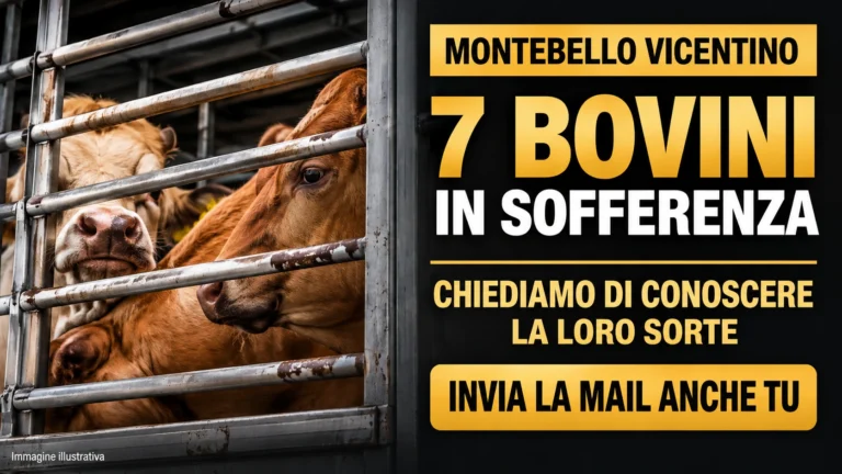 Richiesta urgente di accertamenti e tutela dei bovini trovati in sofferenza sull’A4
