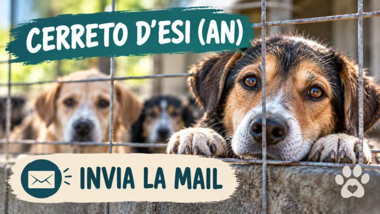 Richiesta urgente di accertamenti sulle condizioni di alcuni cani a Cerreto d’Esi (AN)