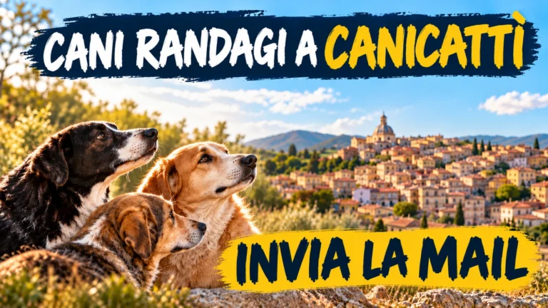 Richiesta di intervento e sostegno per i cani randagi di Canicattì