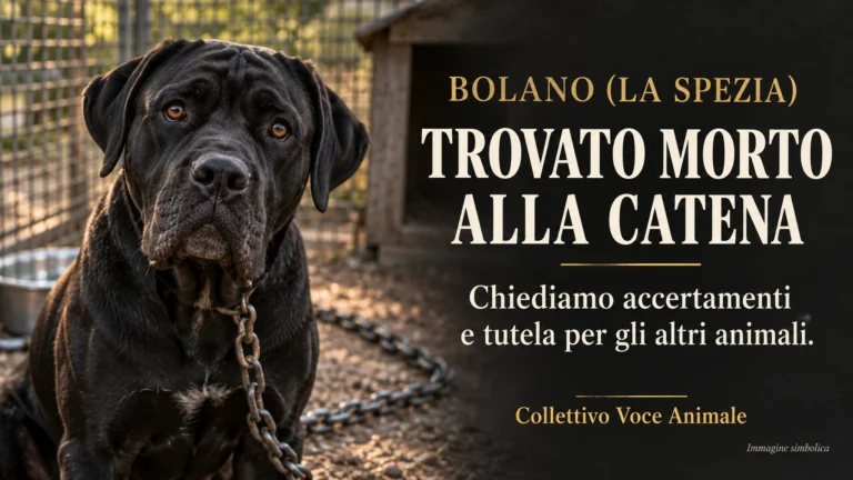 Bolano (SP) – Cane corso trovato morto alla catena: richiesta di accertamenti, tutela di eventuali altri animali e verifiche sui controlli