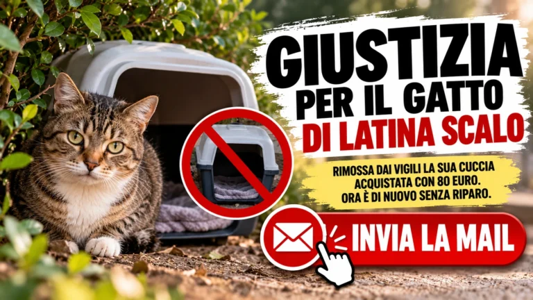 Chiediamo accertamenti sulla rimozione della cuccia destinata a un gatto randagio a Latina Scalo