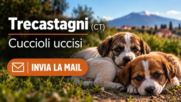 Trecastagni (CT) – Presunta uccisione di cuccioli e richiesta urgente di accertamenti