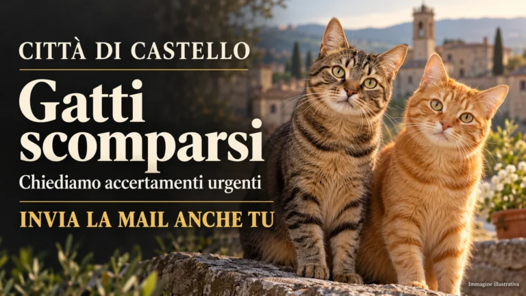 Richiesta di accertamenti sulle scomparse di gatti a Città di Castello e nei comuni limitrofi