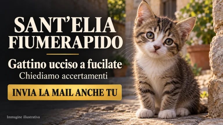Richiesta di accertamenti sull’uccisione di un gattino a Sant’Elia Fiumerapido