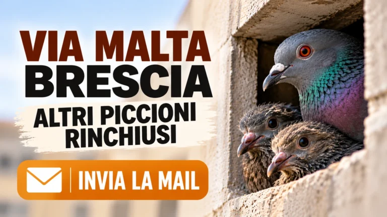 Richiesta urgente di accertamenti sui piccioni rimasti all’interno di edifici in via Malta a Brescia
