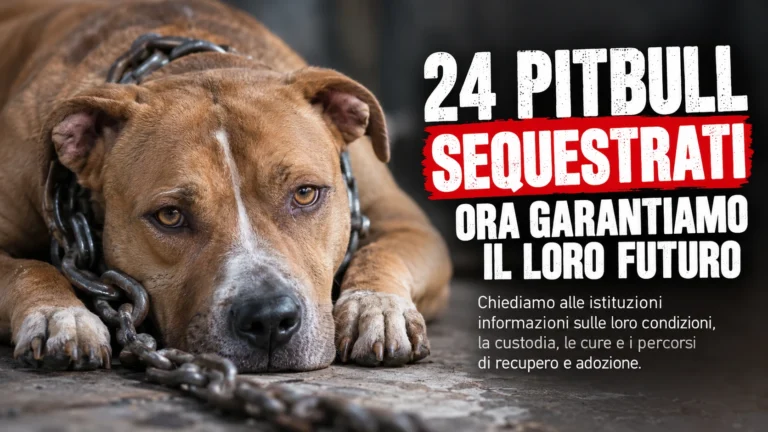 Richiesta di informazioni e garanzie sulla tutela dei 24 pitbull sequestrati nell’inchiesta sui combattimenti clandestini