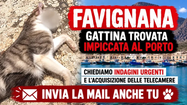 Richiesta di accertamenti sulla gattina trovata impiccata al porto di Favignana